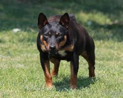 Rat Terrier Black And Brown Pin On Giant Rat Terriers