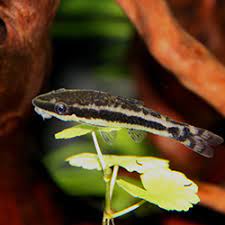 Introduce black beard algae eaters some species of fish, shrimp, and snails can consume black beard algae. Best Algae Eaters For A Balanced Freshwater Aquarium Nualgi Aquarium