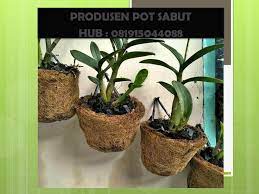 Check spelling or type a new query. Discoun 0819 1504 4088 Grosir Pot Gantung Sabut Kelapa Membuat Pot Sabut Kelapa Jakarta By Rifan Rustanda1 Medium