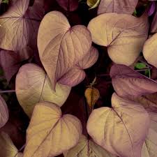 Image result for Ipomoea richardsiae
