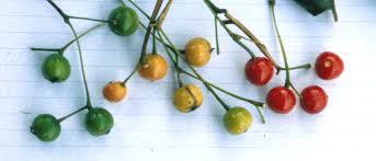 Image result for Marantochloa leucantha