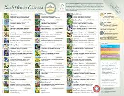 small bach flower essence chart laminated poster leaflet