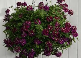 When choosing hanging baskets for your polytunnel, it is important to consider which plants you once you have your hanging baskets or other hanging containers and have lined and filled them, it if you place plants that require lots of water with drought tolerant plants, for example, you are likely to. Pin On Garden Glory
