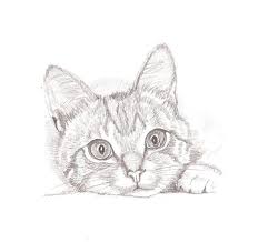 Kitten Sketch Black And White Realistic Pencil Drawing Pet Kitten Drawing Pencil Drawings Realistic Pencil Drawings
