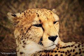 صور فهد أجمل صور حيوان النمر مع بعض المعلومات عنه cat care pets cats cats and kittens
