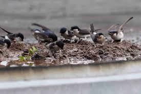 Falls sie bereits schwalben an ihrem haus oder hof haben, können sie sich bei uns um die auszeichnung schwalbenfreundliches haus bewerben. Bieten Sie Schwalben Baumaterial An Lbv Gemeinsam Bayerns Natur Schutzen