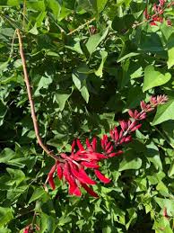 Image result for Erythrina baumii