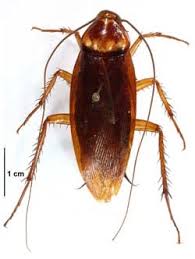 In it, players must defend an npc known as the void knight from an onslaught of monsters. Kwik Kill Pest Control 7993 County Road G Verona Wi Pest Control Mapquest
