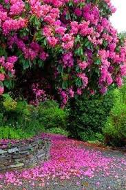 Ekip yetiştirdiğimizin dışında yeni yeni gördüklerimde mevcut. Beautiful Flowering Trees Guzel Cicekli Agaclar Cicek Bitki Guller