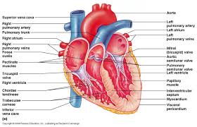 Artery atrium capillary endocardium endothelium epicardium myocardium pericardium pulmonary circulation systemic circulation vein ventricle venule t he cardiovascular system is sometimes called, simply, the circulatory system. Anatomy Of The Heart Heart Anatomy Heart Diagram Anatomy