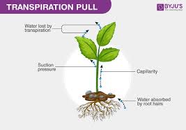 What Is Transpiration Pull An Overview Of Transpiration Pull In Plants