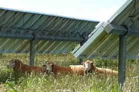 Neglected Pastures Thrive Under Solar Panels Solar Panels Could Increase Productivity On Pastures That Are Not Irrigated And E Solar Panels Solar Farm Solar