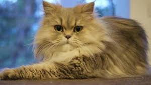 Maybe you would like to learn more about one of these? Arti Mimpi Memandikan Kucing Menurut Primbon Jawa Maknanya Berkaitan Erat Dengan Keberuntungan Tribun Manado