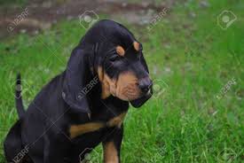 They are prone to ear infections if not properly cared for. Cute Black And Tan Coonhound Puppy Sitting In The Grass Stock Photo Picture And Royalty Free Image Image 43487464