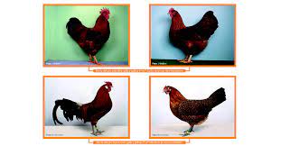 Interacción génica y ligamento que definen el color de la gallina