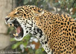 Jaguar Growl By Erickemphfer Jaguar Tier Grosse Katzen Wildkatzen