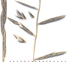 Image result for Tripogon