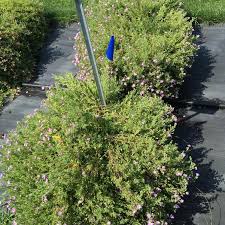 Image result for Jamesbrittenia burkeana