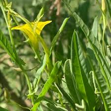 Image result for Xenostegia tridentata