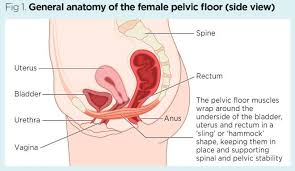 Gastrointestinal tract and associated organs. Female Pelvic Floor 1 Anatomy And Pathophysiology Nursing Times