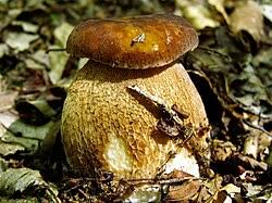 Image result for Boletus projectelloides