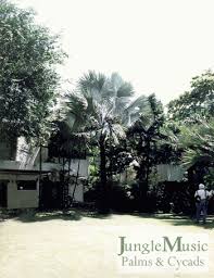 Bismarkia bismarck palm growth rate. Bismarckia Nobilis