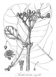 Image result for Faroa salutaris