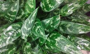 The 'silver bay' has full leaves with silver colouration. Aglaonema Maria Plant Care Indoor House Plants