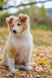 Pin By Kevin Richardson On Pets Sheep Dog Puppy Dogs Shetland Sheepdog Puppies