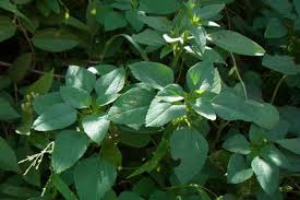 Image result for Acalypha segetalis