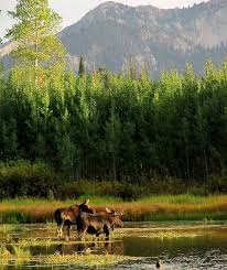 If You Re Very Quiet And Still You Might Even Be Treated To The Sight Of Some Resident Moose Big Cottonwoo Utah Activities Cottonwood Canyon Forest Creatures