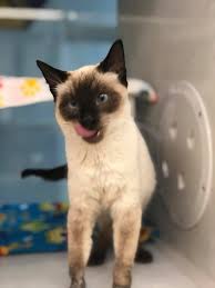 *don't see the right cat for you or no available cats? Remember Charlie The Siamese Cat With Nebraska Humane Society Facebook