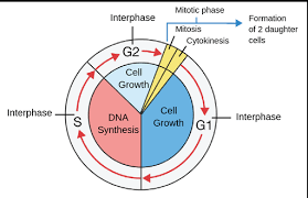 Image result for Cell Cycle