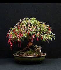 Rp Fuchsia Magellanica Fuchsia Bonsai4me Com Bonsai Flower Bonsai Tree Bonsai Garden