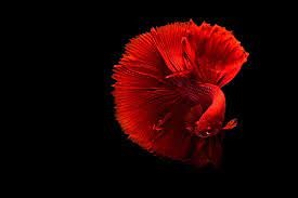 Check spelling or type a new query. Ikan Pertempuran Siam Ikan Hewan Hd 4k Merah Wallpaper Hd Wallpaperbetter