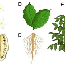Image result for Morinda angolensis