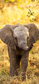 100 Animal Gallery Cute Baby Elephant Baby Wild Animals Cute Wild Animals