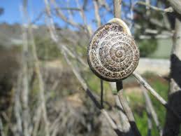 What do milk snakes eat in captivity and the wild? Milk Snail Snails And Slugs From Los Angeles County Slime Project Natural History Museum Of Los Angeles County Inaturalist