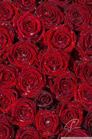 Rose Wallpaper For Hd Download Red Roses Background Red Roses Wallpaper Red Roses