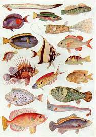 antique british art print 1920 sea ocean fish color fish illustration fish drawings fish art