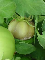 Image result for tomato seedling botrytis