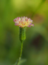 Image result for Emilia hockii