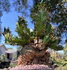 Image result for Euphorbia clavigera