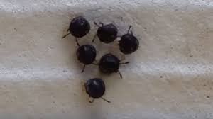 What is small round black bug (little smaller than regular size tick) with solid black hard shell? Identify Small Black Beetle Shefalitayal