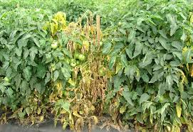 Image result for tomato seedling fusarium wilt