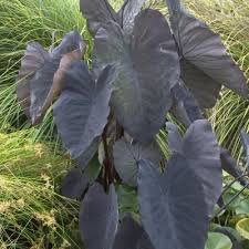 Offering colocasia esculenta «black magic» (taro). Colocasia Esculenta Black Magic Aloha Tropicals
