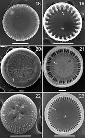 Image result for Schoenoplectiella microglumis
