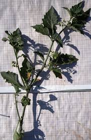 Image result for Solanum villosum