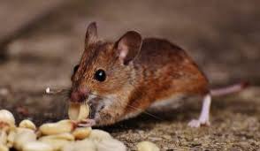 As a student, i started in applied biology there are two routes to setting up a pest control business: Can Your Business Survive A Pest Infestation Rats Mice