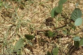 Image result for Teramnus repens